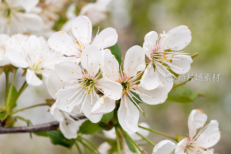 酸樱桃(Prunus cerasus)树在花园里开花